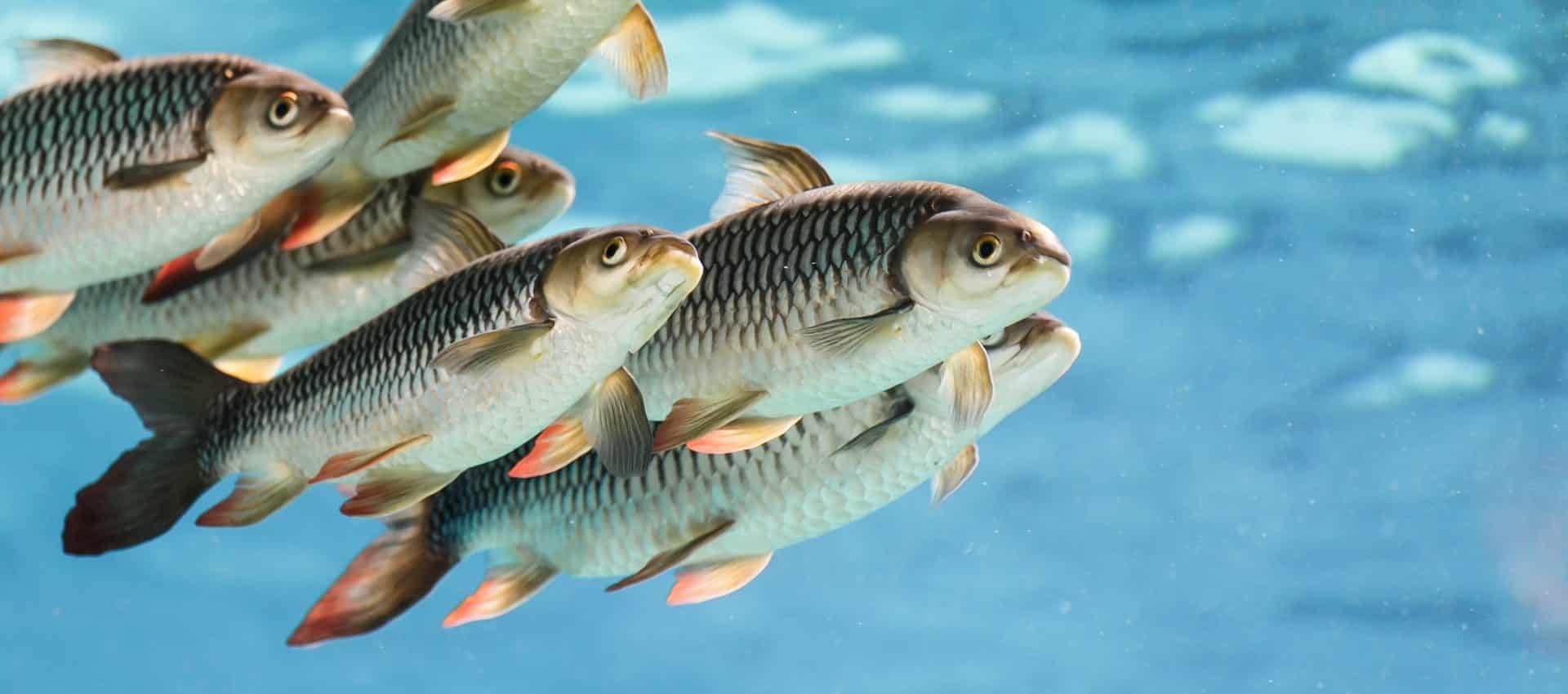 fish-1920x850